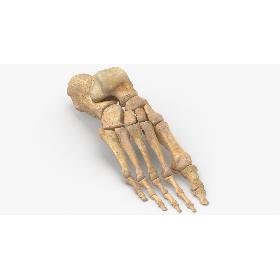Real Human Foot Bones Anatomy 01 3D model